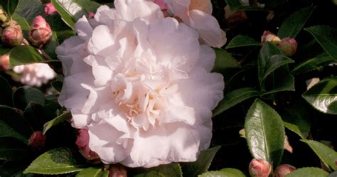 Autumn's Whisper: Admiring the Delicate Beauty of the Magic Pale Camellia